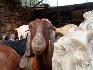 Goatfarm